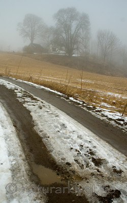 BB 05 0353 / Fraxinus excelsior / Ask